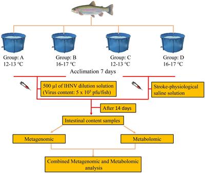 Metagenomic and metabolomic analysis of changes in intestinal contents of rainbow trout (Oncorhynchus mykiss) infected with infectious hematopoietic necrosis virus at different culture water temperatures